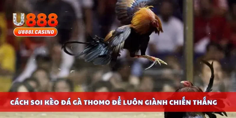 Cách soi kèo đá gà Thomo để luôn giành chiến thắng