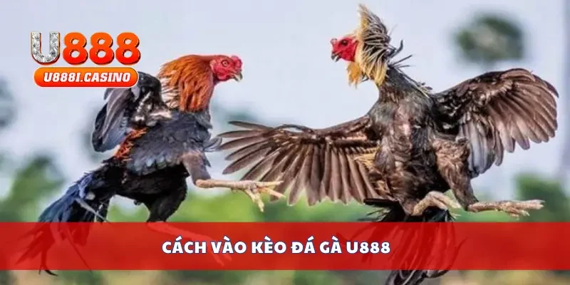 Cách vào kèo đá gà U888