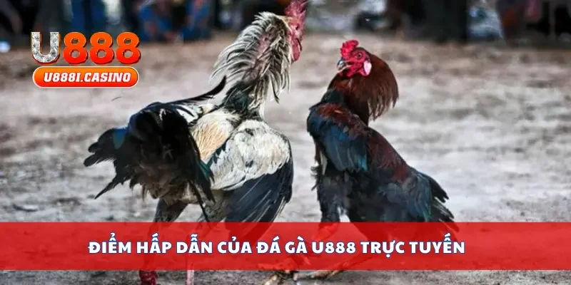 Điểm hấp dẫn của đá gà U888 trực tuyến